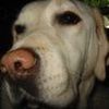 ezedog